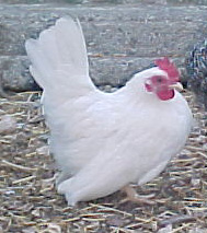 Japanese Bantam