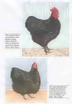 Australorp Page