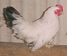 Black Tailed Japanese Bantam