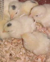 Japanese Bantam chicks