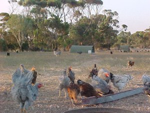 Free Range Chickens