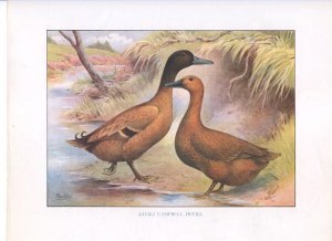 KhakiCampbell Ducks