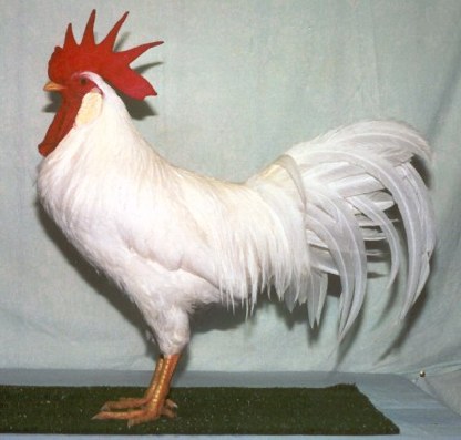 White Leghorn Male2001060901-19