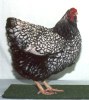 Silver Laced Wyandotte Female