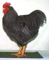 Dark Barred Plymouth Rock fowl