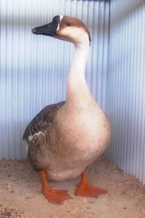 CHINESE GOOSE, BROWN