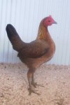 OLD ENGLISH GAME, PARTRIDGE DL PULLET
