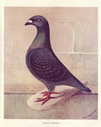 Homer Pigeon 1904