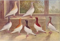 Magpies Pigeons 1902