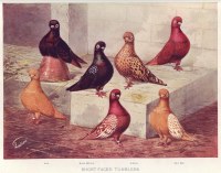 Tumblers Ludlow Pigeon