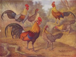 Jungle Fowl 