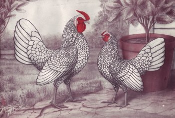 Silver Sebright Bantams Stahmer