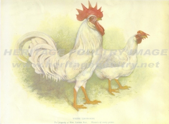 Leghorn, White