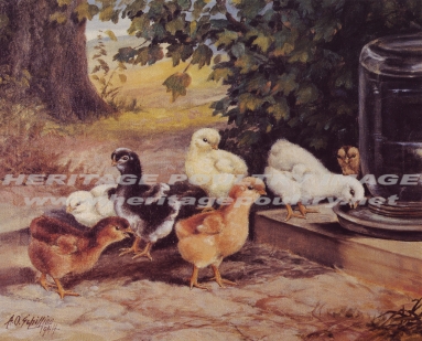 Baby Chicks, Schilling